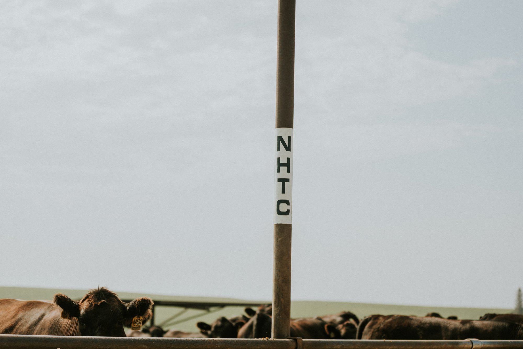 Non-Hormone Treated Cattle (NHTC) calves in a pen at a feedlot.