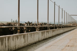 NHTC Calves On Feed