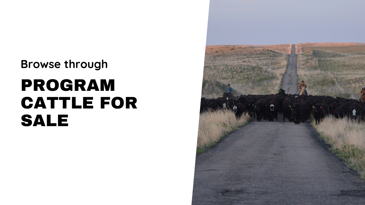 Browse through program cattle for sale.