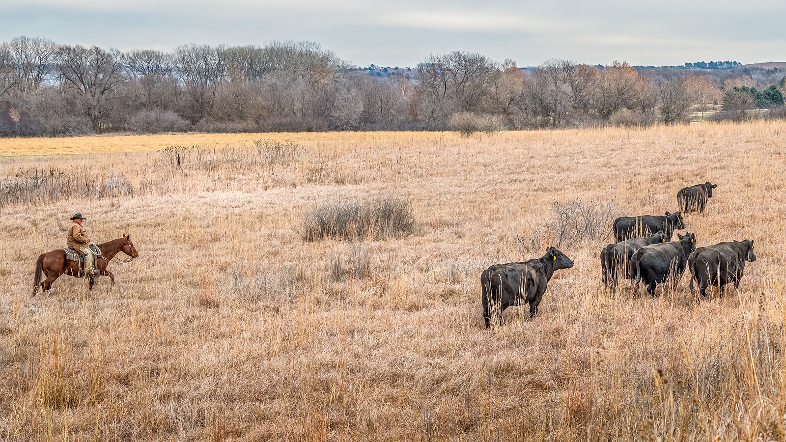 cattle drive-5-Edit-X3